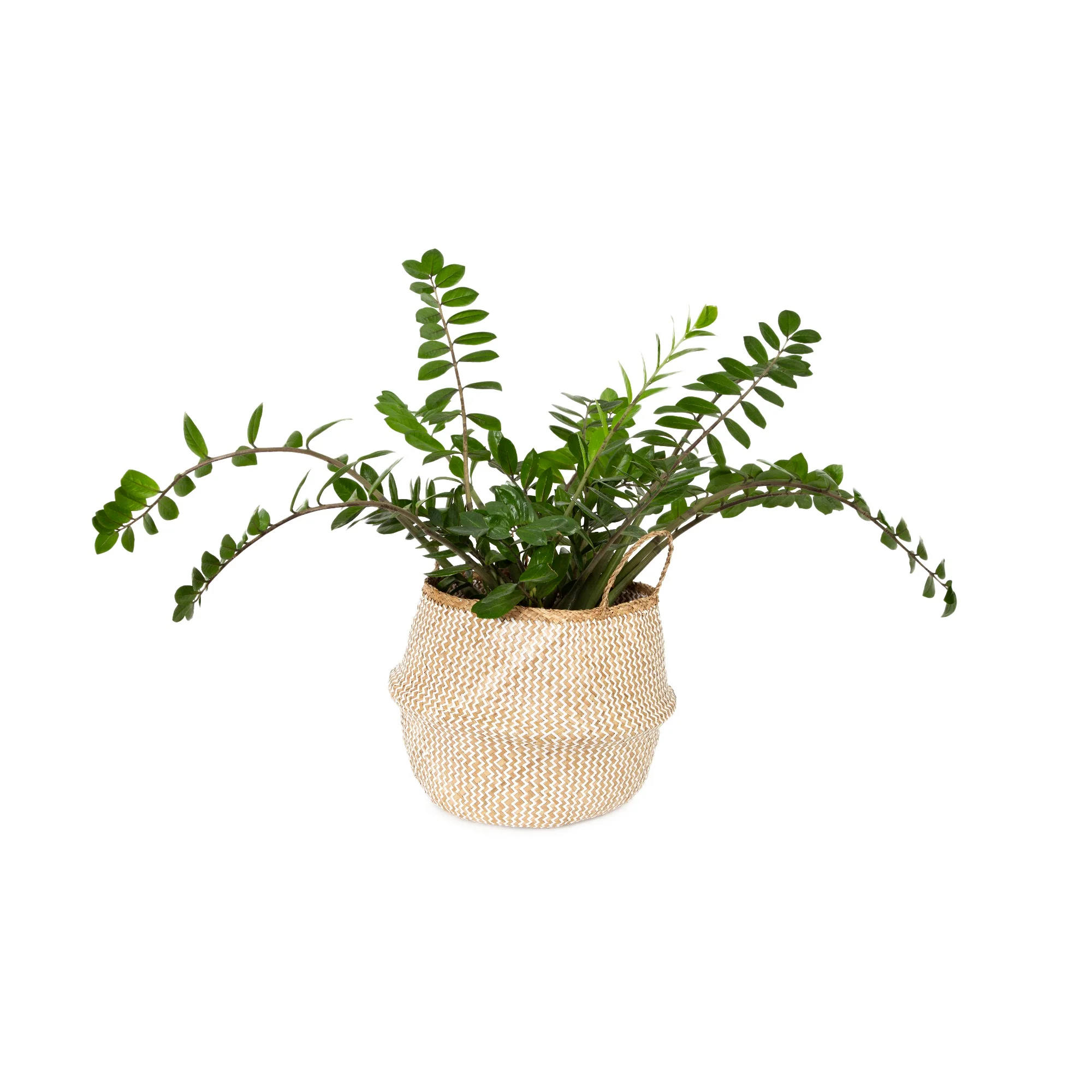 Image du produit 14